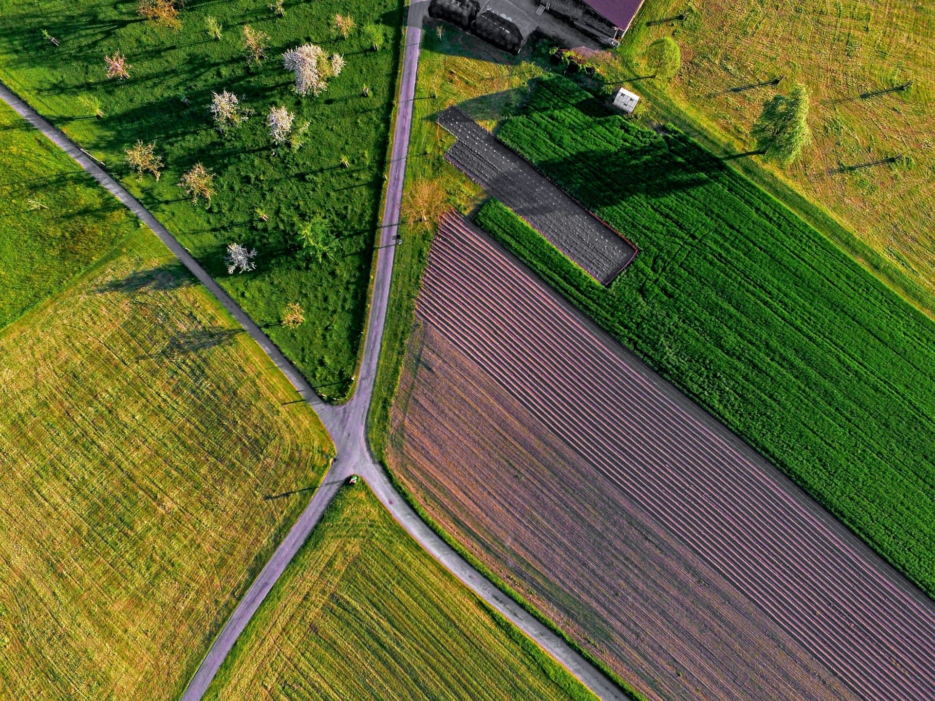 Vedere aeriană a unor parcele agricole din câmpia Banatului, delimitate de drumuri