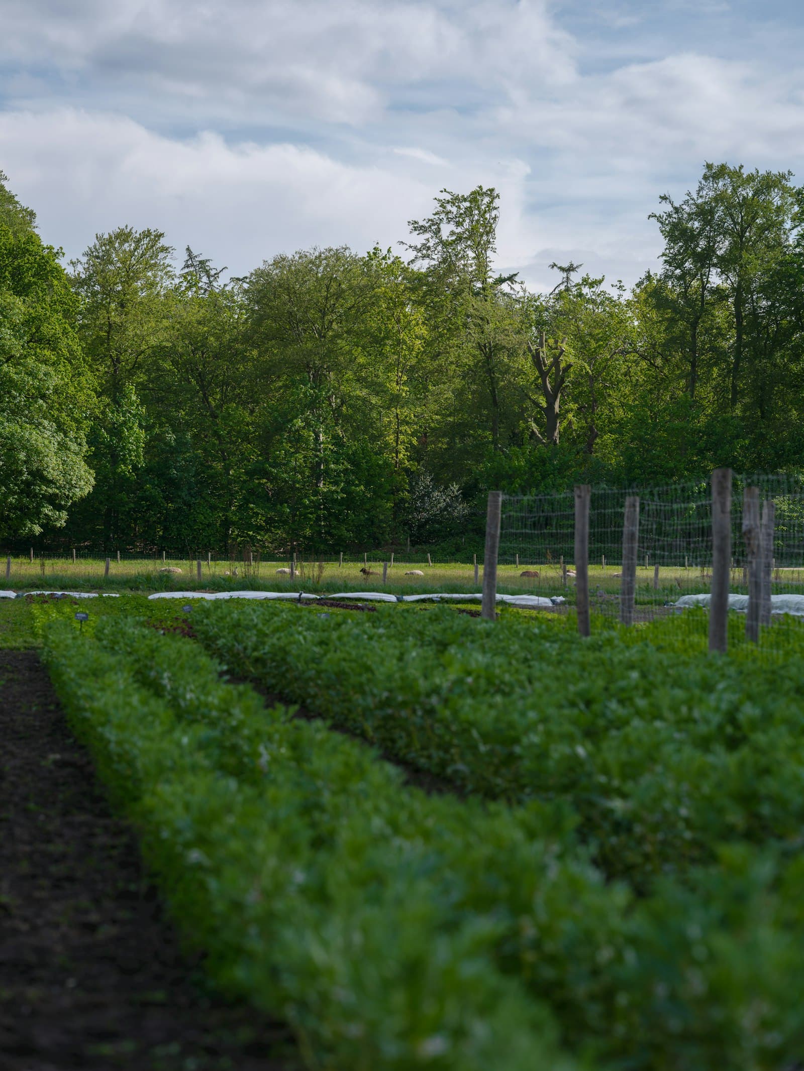 Teren agricol nedezvoltat, cu vegetație și copaci la margine, într-o zonă rurală
